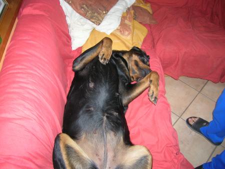 quand je pense qu'on dit que les rotts sont des chiens agressifs,je ne dois pas etre une vrai!!!!moi j'aime tout le monde et surtout le canap� de papa et maman