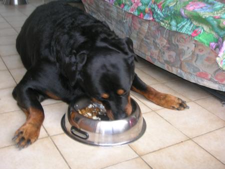 moi apr�s la ballade, suis trop fatigu�e,et maman veut bien que je mange couch�e!!!!lol