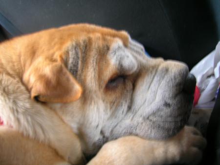 bon s'ils veulent rester ,moi je fais un petit somme!