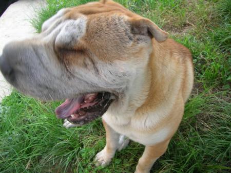 berk c'est pas bon...