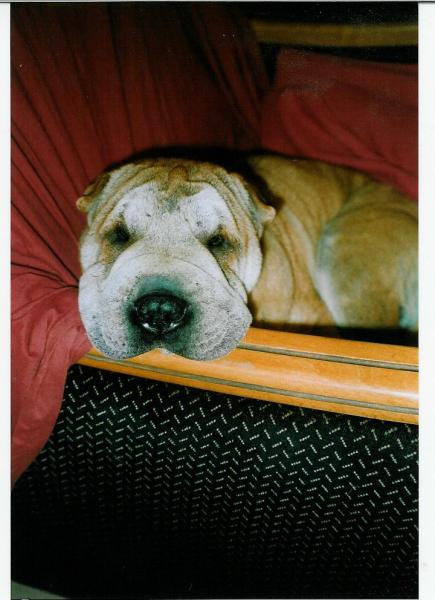 j'ai oubli� mon journal...