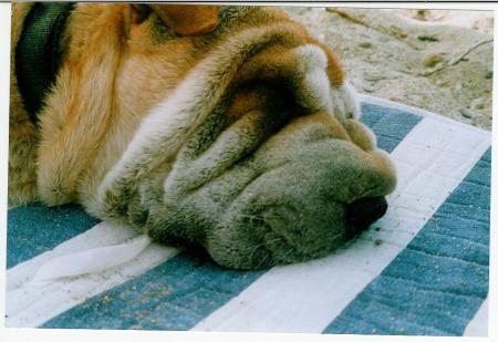 c'est bon la dieste!!