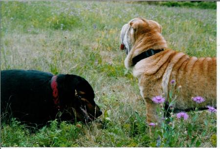 t'as pas entendu comme un bruit?