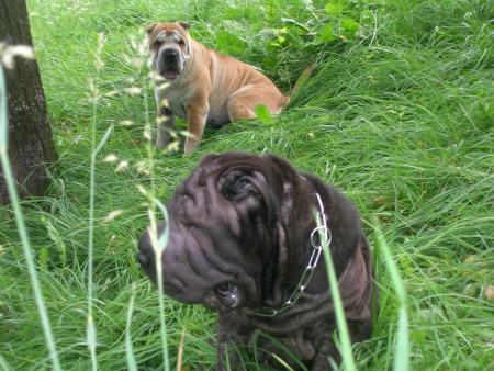 ME VOILA AVEC MON NOUVEAU COPAIN