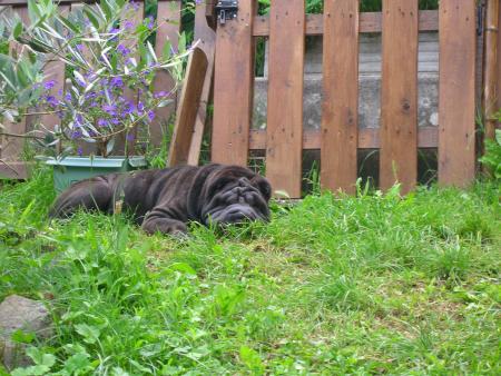 on est bien dans l'herbe!!!!!!