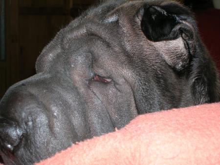 Cl�op�tre en train de bouder!!!!