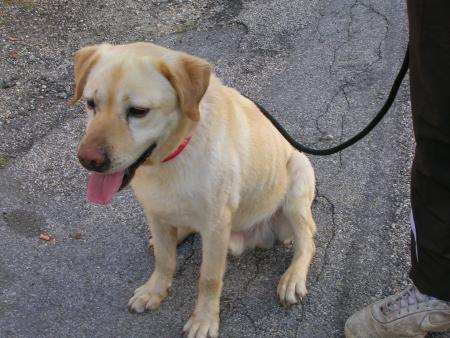 Je vous pr�sente R�mus notre nouveau copain