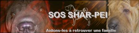 adopter un sharpei,beaucoup attendent!!!!!!